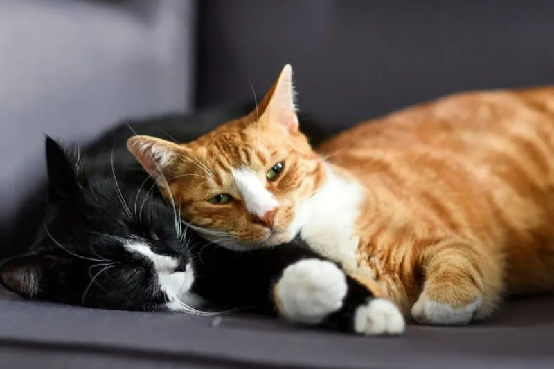 Does My Indoor Cat Need A Friend?