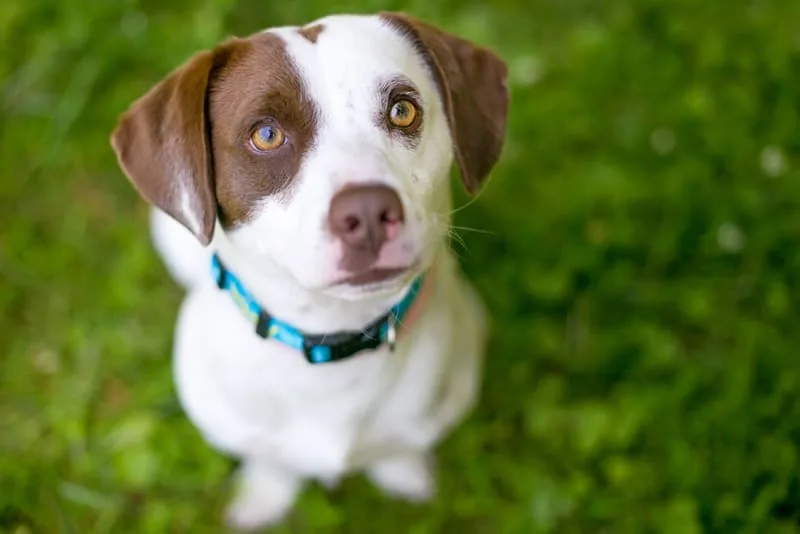 Pet Boarding or Pet Sitting - Which is Best for Your Four-Legged Friend?