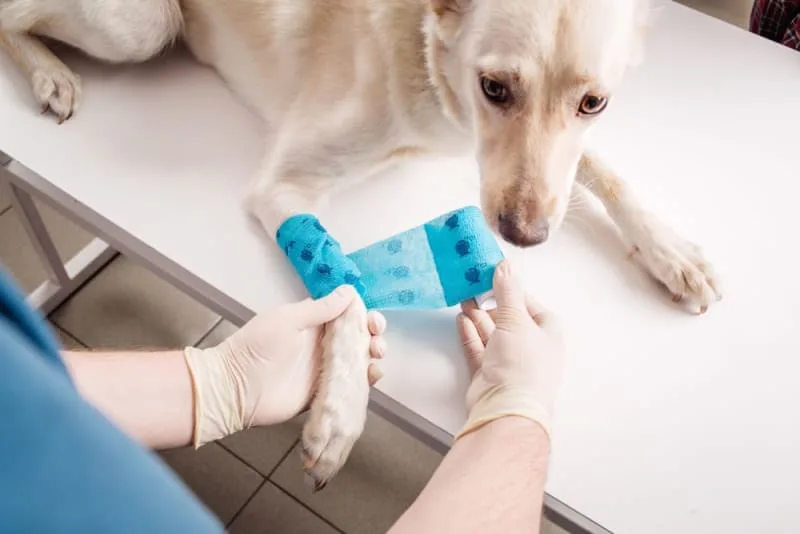 Dog Wound Care & Healing Stages