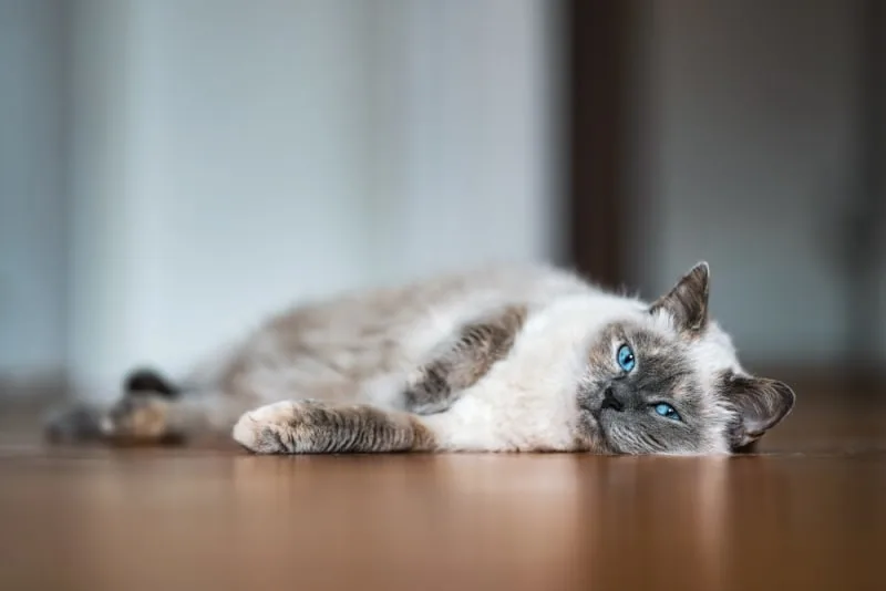 Giardia in Cats