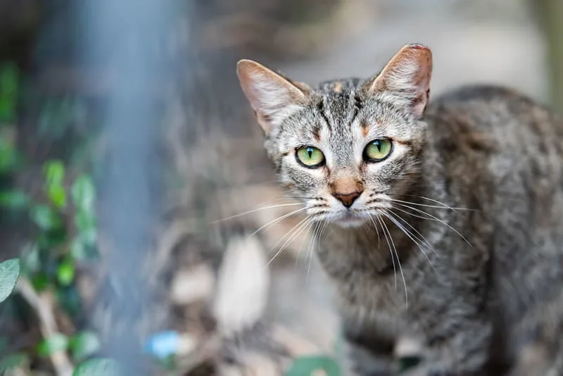 What are some common cat illnesses & symptoms?