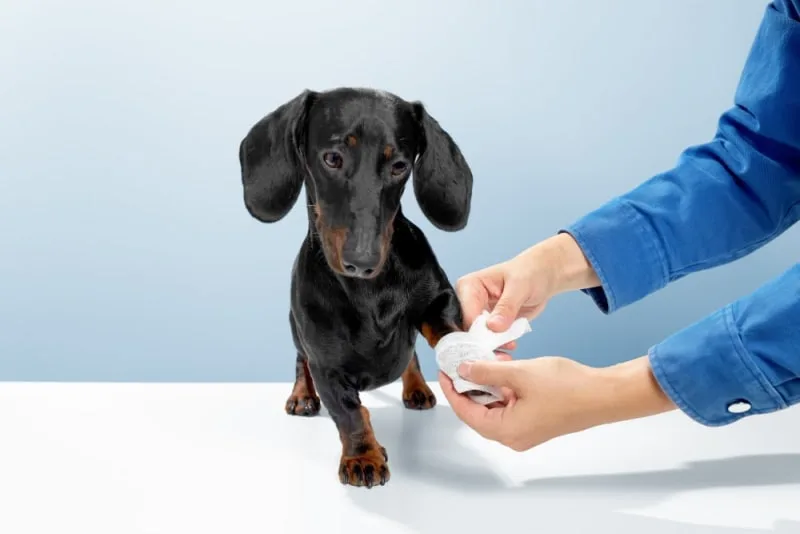Dog Wound Care: Complete Guide