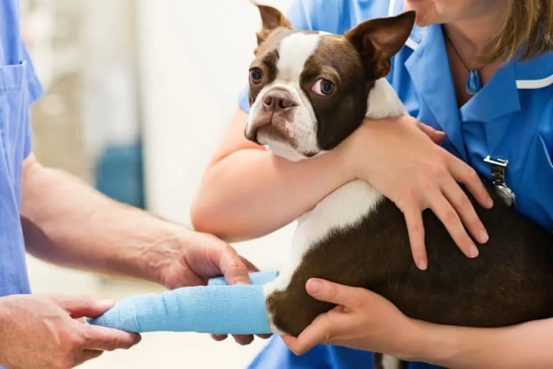 TPLO Surgery in Dogs