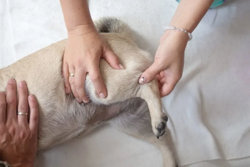 Orthopedic Conditions & Problems in Dogs
