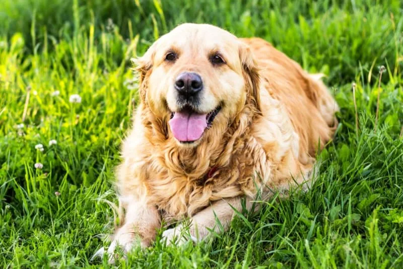Caring for a Senior Dog Tips & Advice