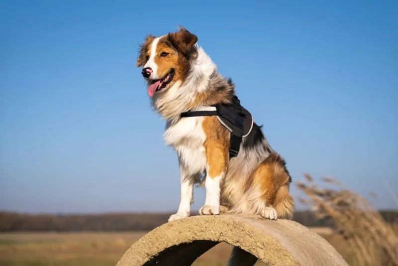 Does my Puppy Need Shots and What is the Dog Vaccine Schedule?