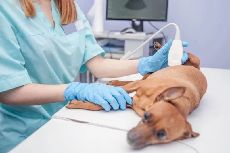 Bowel Obstruction in Dogs: Signs, Symptoms & Treatment