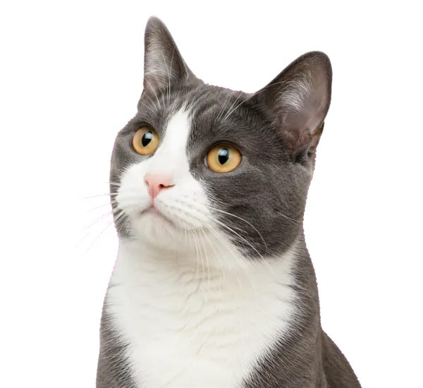 A grey-and-white tuxedo cat with golden-yellow eyes, looking upward.