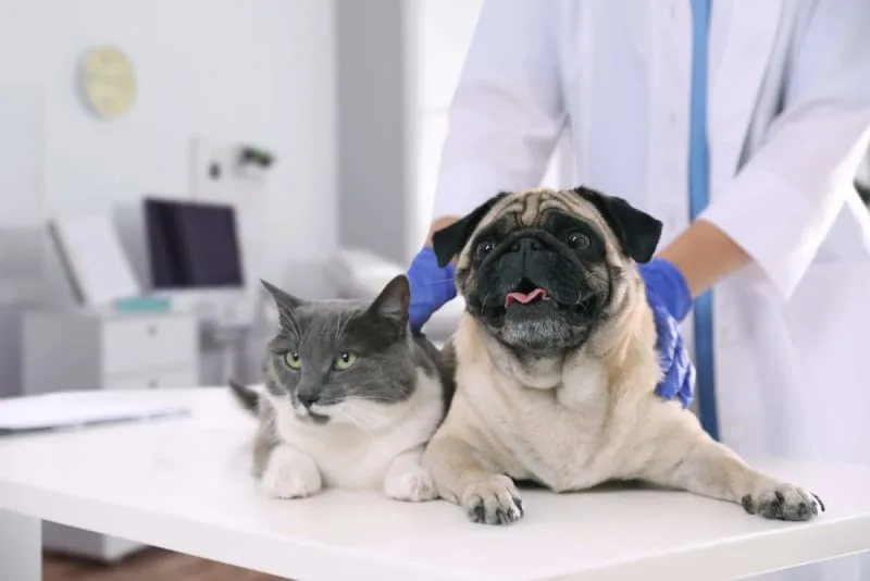 Why does my dog or cat need a urinalysis?