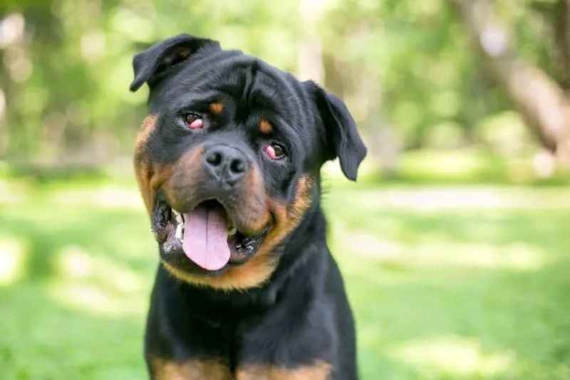 Cherry Eye in Dogs