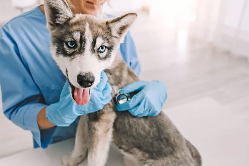 Puppy's First Vet Visit: What to Expect