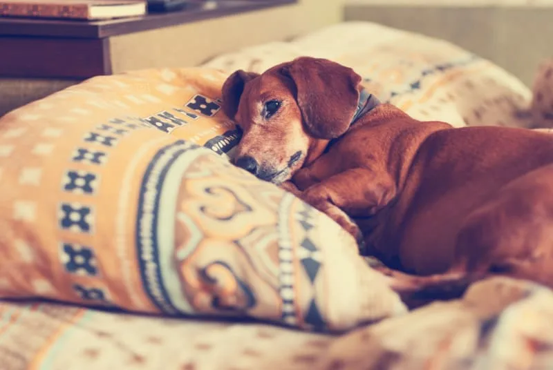 IVDD Surgery for Dogs