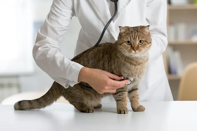 Pneumonia in Cats - What Pet Parents Need to Know
