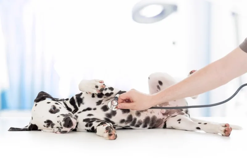 Tapeworm Infection in Dogs