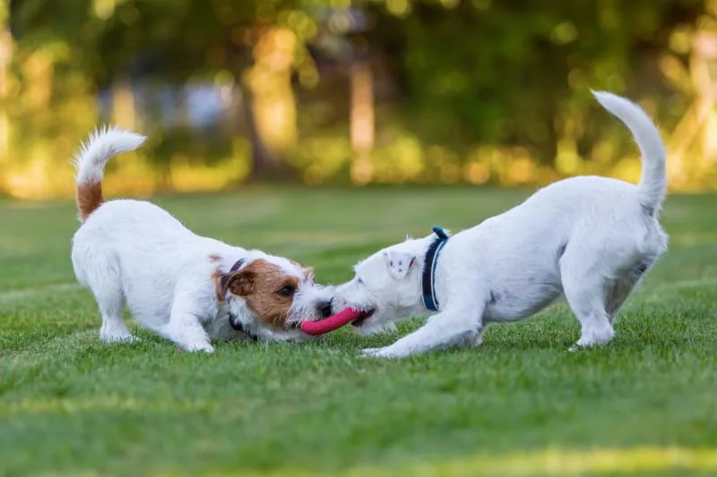 Bordetella Vaccine For Dogs: Possible Reactions