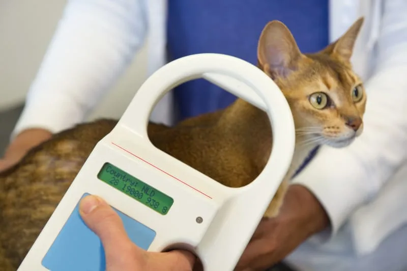 Should Your Cat Be Microchipped