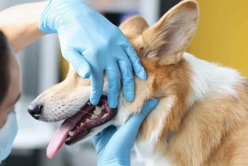 What to Expect During Your Dog's Dental Cleaning