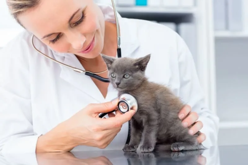 Kitten's First Vet Visit: What to Expect