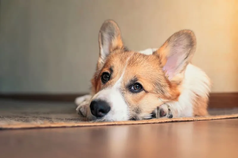 What is parainfluenza in dogs?