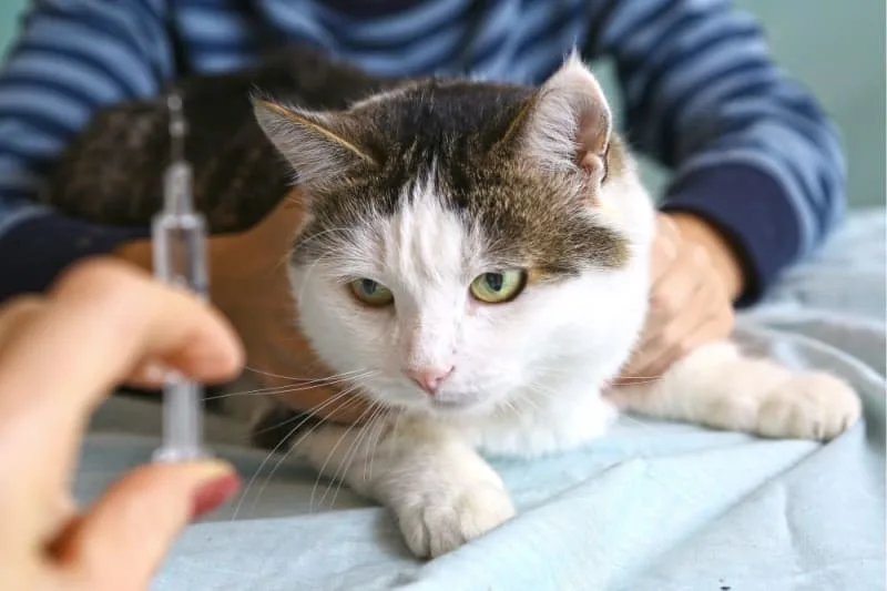 List of Common Cat Illnesses & Their Symptoms