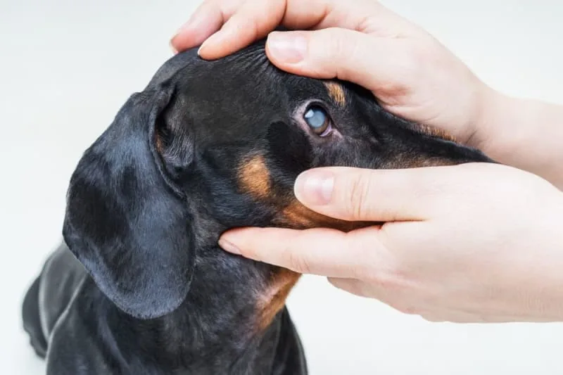 Cataract Surgery for Dogs