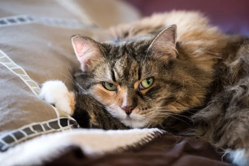 Signs of Urinary Tract Infection in Cats