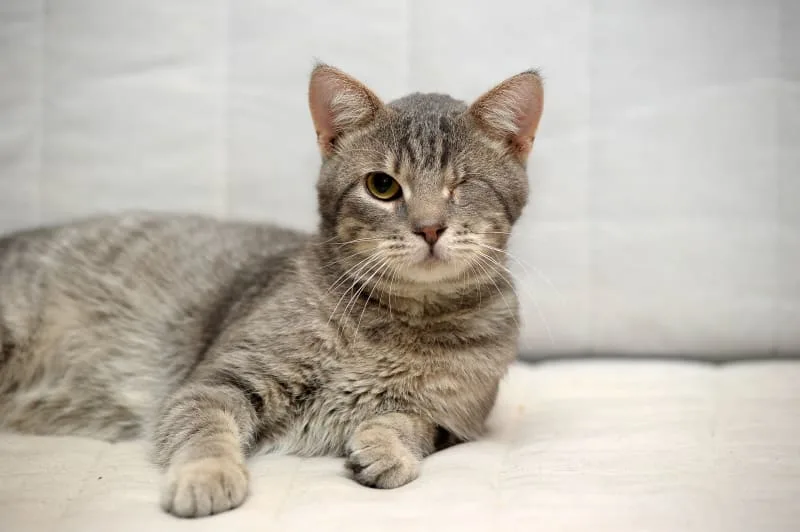 Eye Removal (Enucleation) in Cats