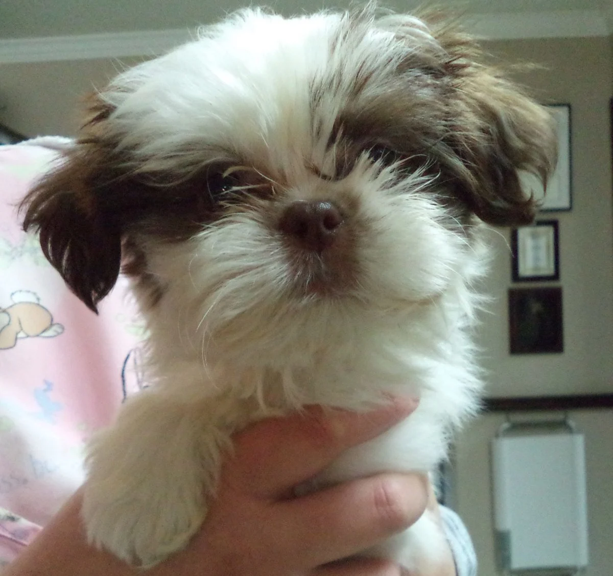 Rocklin Road Animal Hospital 15