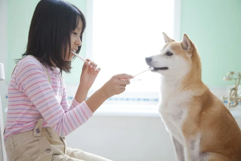 Periodontal Disease in Dogs FAQ