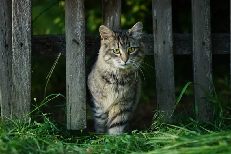 Rabies In Cats