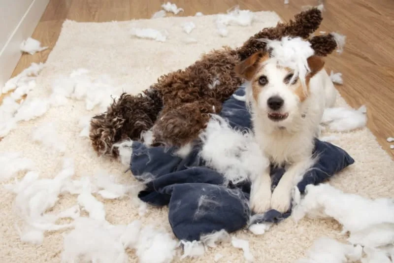 Why does my dog eat everything?