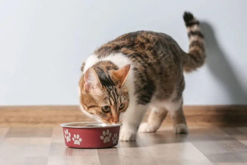 Diet for Cats With Hyperthyroidism