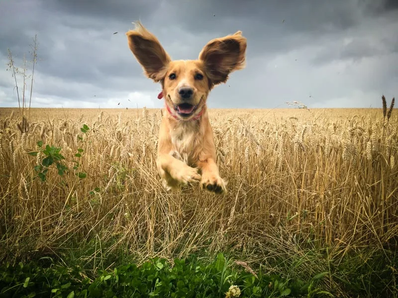 Signs of Ear Infections in Dogs & How to Treat Them