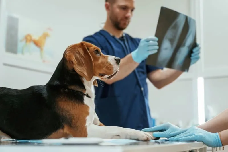 Diagnostic Imaging for your Dog or Cat