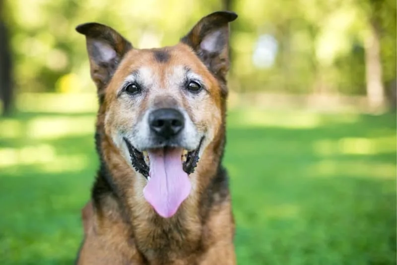 How to Take Care of a Senior Dog: Tips & Advice