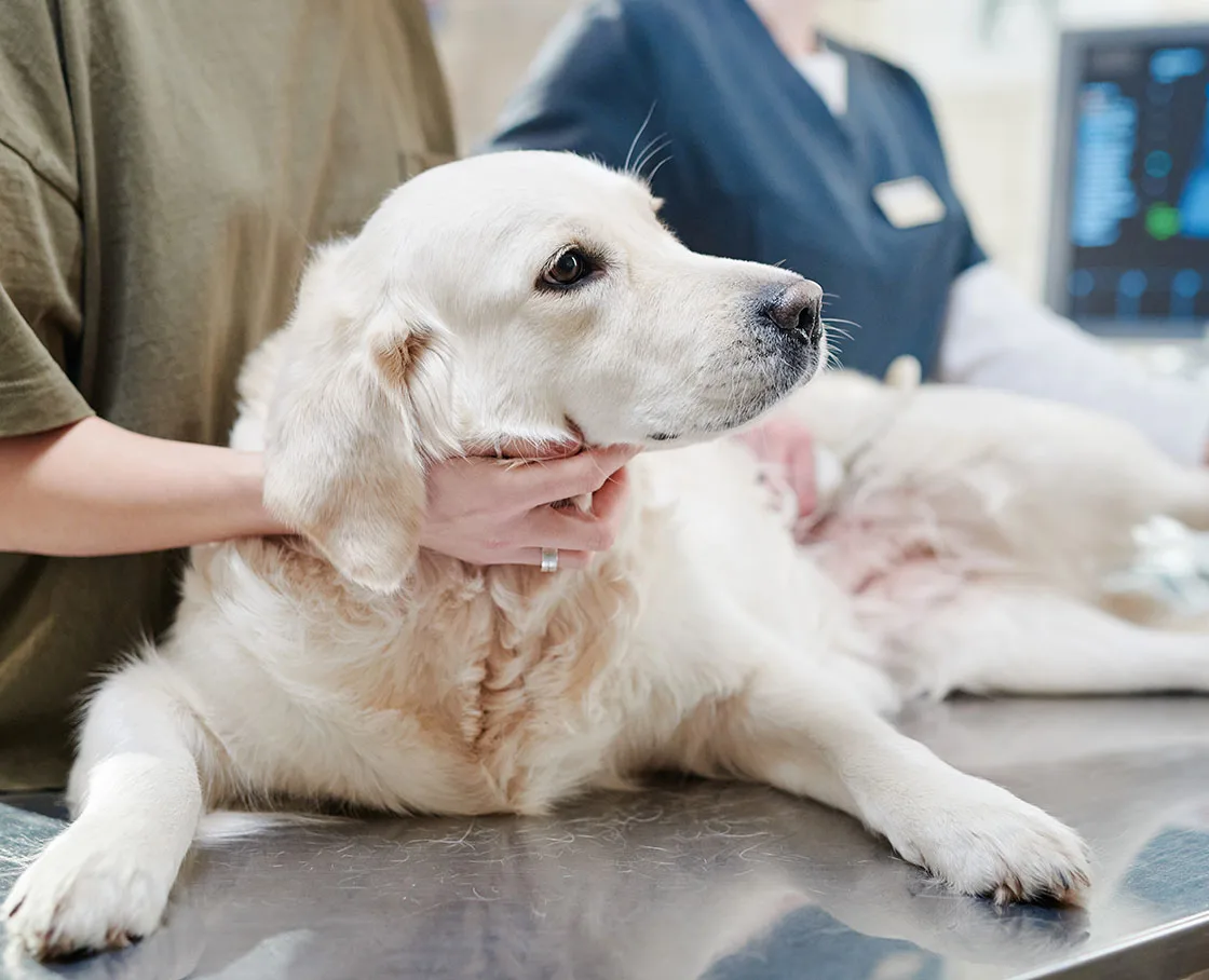 veterinary Internal medicine wgite lab on exam table with diagnostic in background