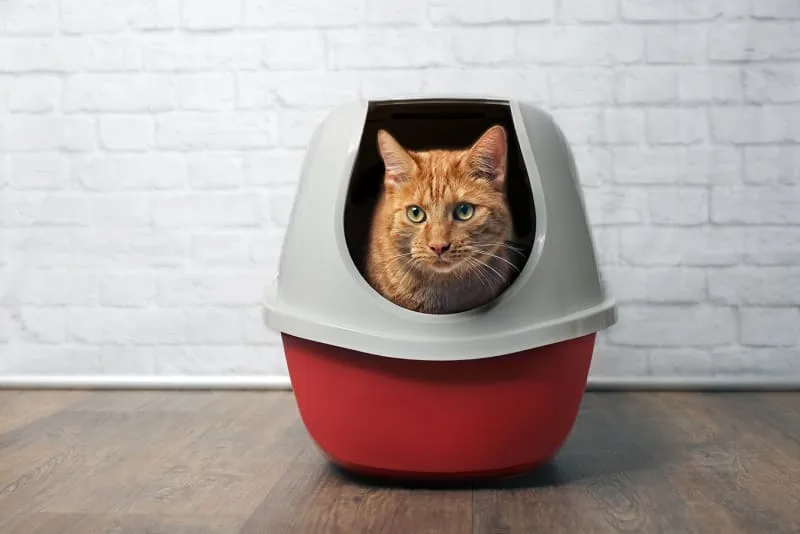 Why Your Cat May Be Peeing Outside Their Litter Box