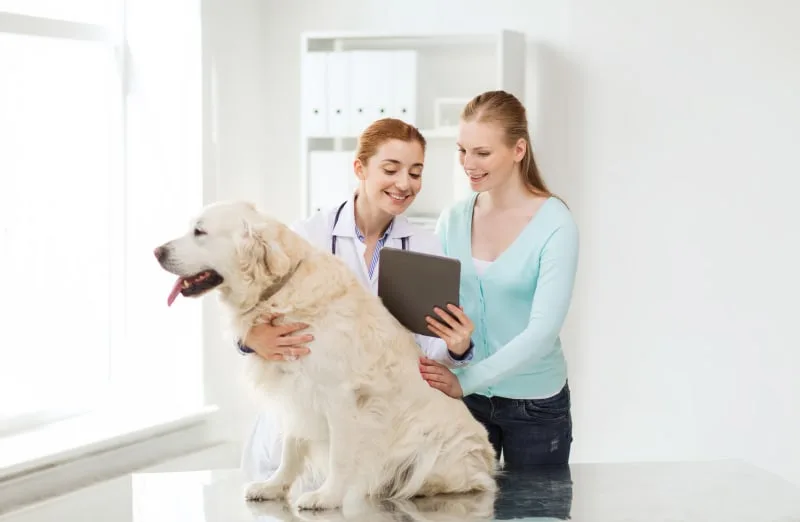 Why Urinalysis Is Important For Pets