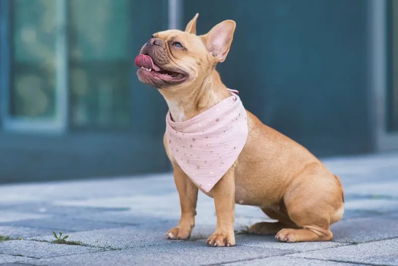 What should I do if my dog pants at night?