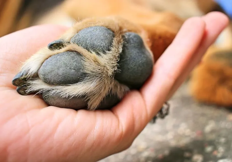 What To Do If Your Dog Has a Cut Paw