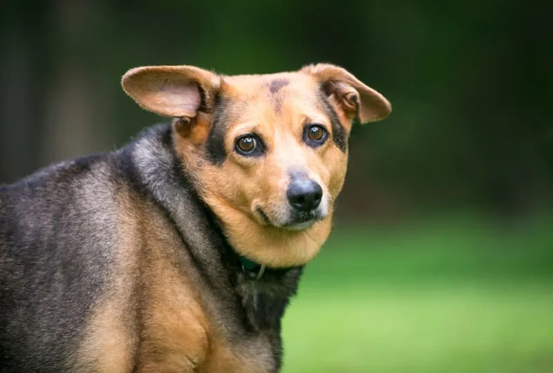 How to Treat Yeast Infections in Dogs