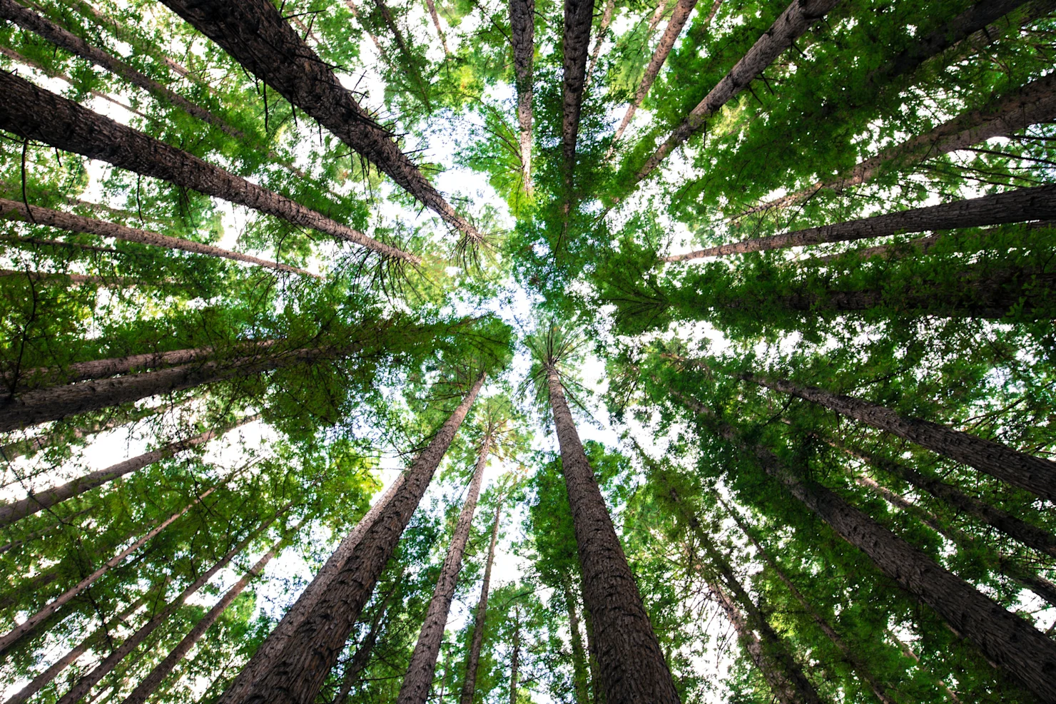Bioenergy Carbon Capture and Storage: Harnessing the Power of Plants