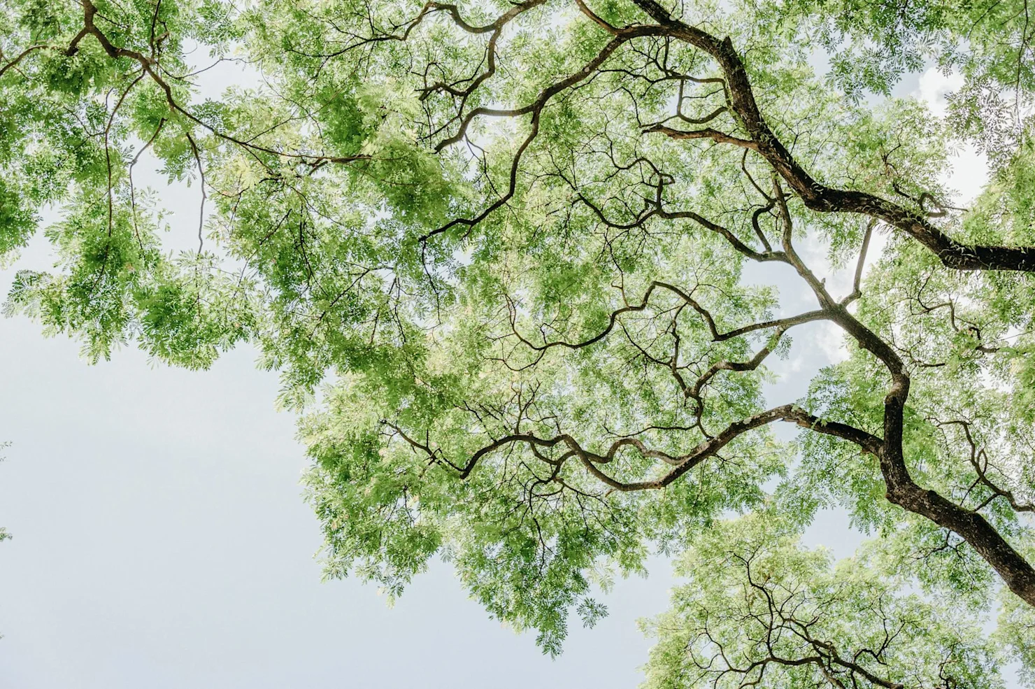 Understanding AI’s Family Tree