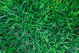 How to mow a lawn for healthier grass