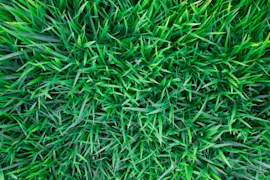 How to mow a lawn for healthier grass