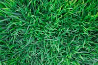 article image for How to mow a lawn for healthier grass