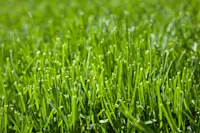 article image for How to sharpen a lawn mower blade