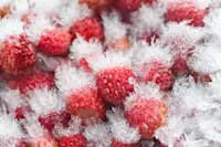 article image for 7 tips to prevent freezer burn