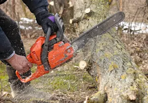 Gas chainsaw cutting a thick limb