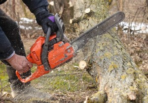 Gas chainsaw cutting a thick limb